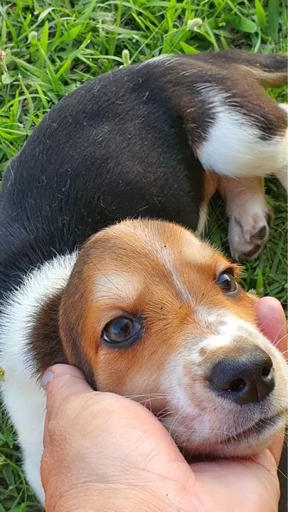 FILHOTES DE BASSET HOUND  - Foto 3