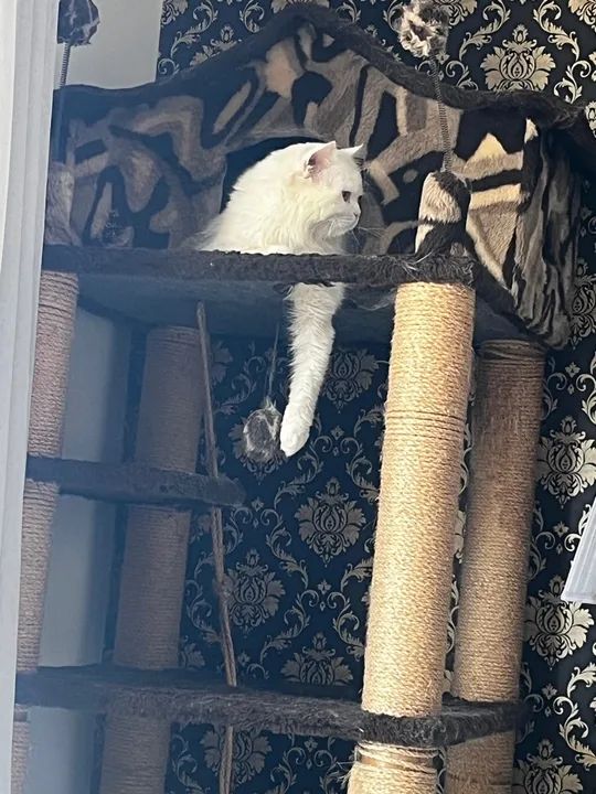 Gatinho Branco Persa para Adoção