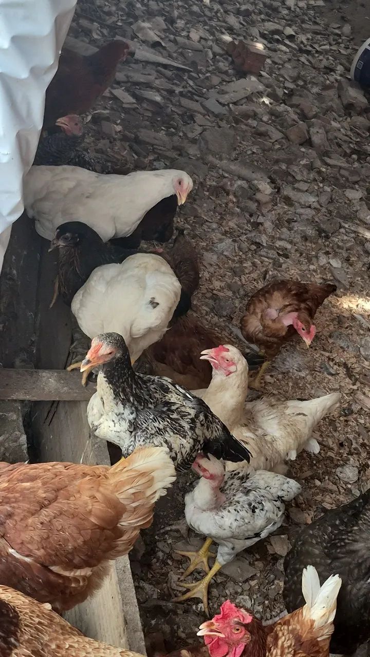 Bicho Feliz - pintos caipiras - Foto 5