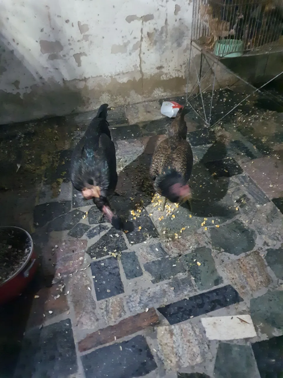 Galinhas 