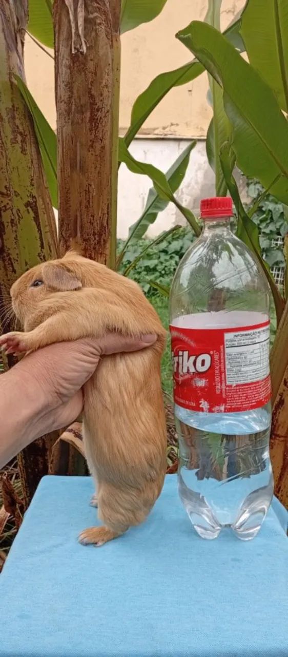 Cuy gigante macho  - Foto 2