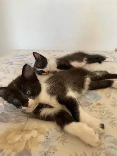 Estou doando essas duas gatinhas lindas!