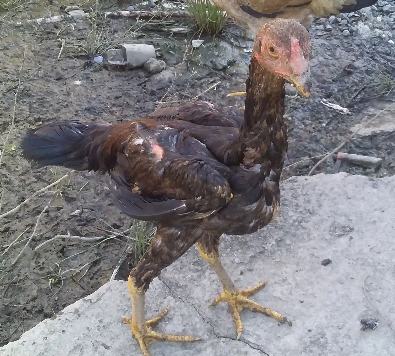 Franguinho indio