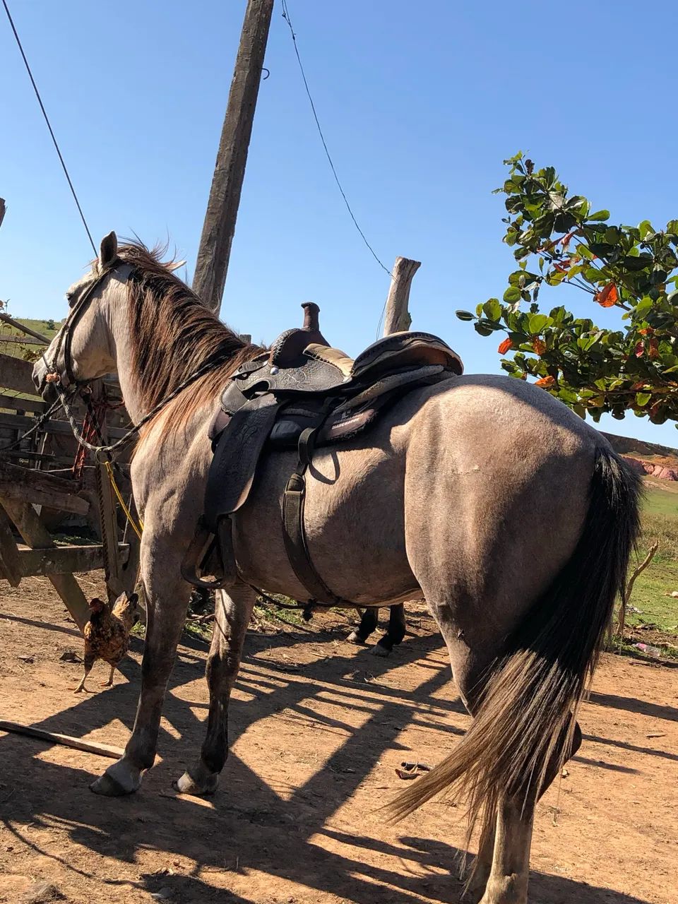 Cavalo quarto de Milha