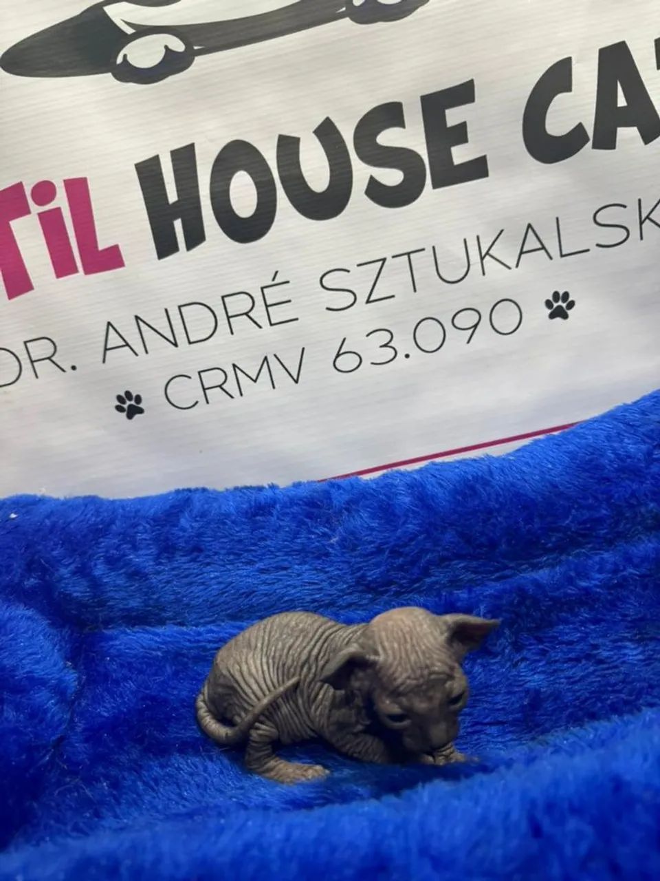 Sphynx black gatil de veterinários 