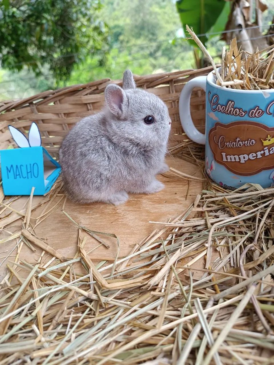 Coelho PET - Criatório Legalizado (Coelho Anão)