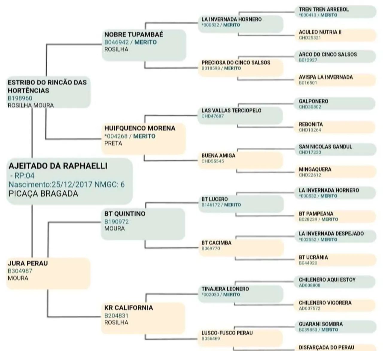 Castrado picaço bragado de barbada  - Foto 4