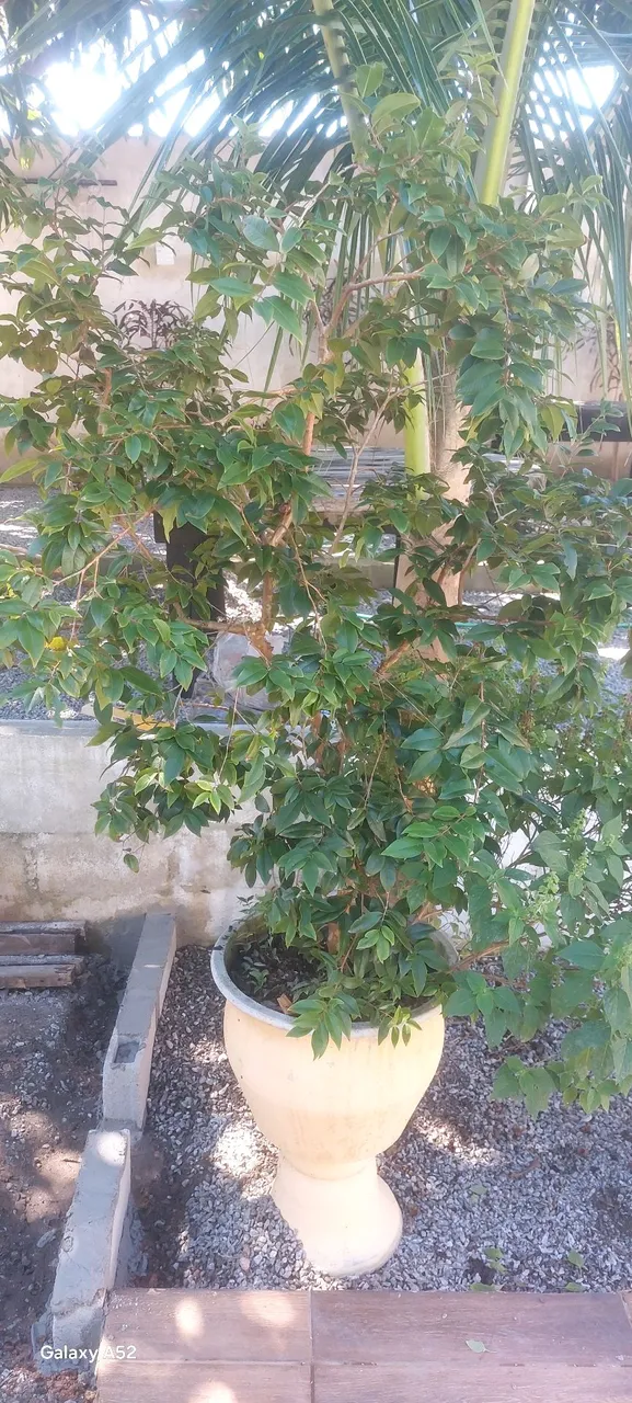 Planta em vaso de cerâmica