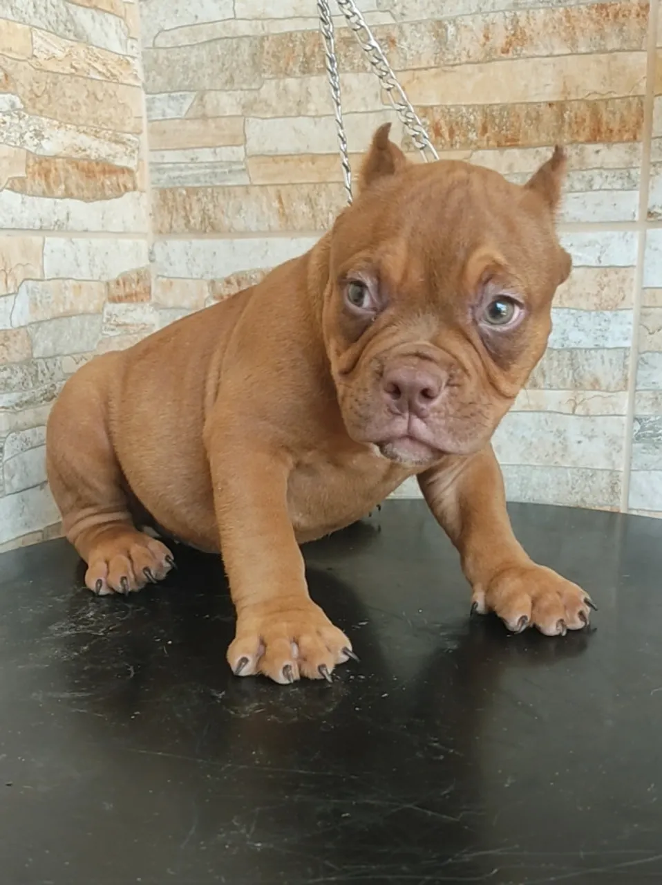 American Bully - Tri chocolate - Vacinado - Pedigree
