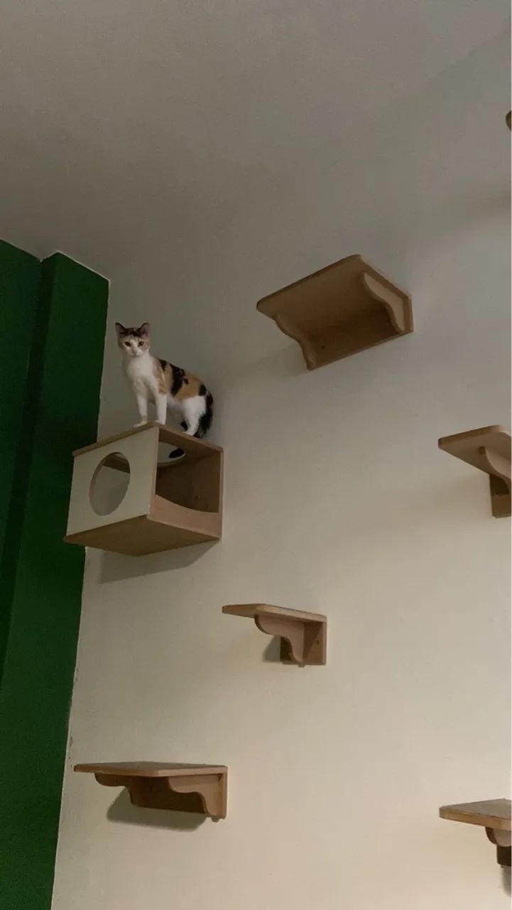 Kit de prateleiras para gatos playground gatificação 10 peças - Foto 5