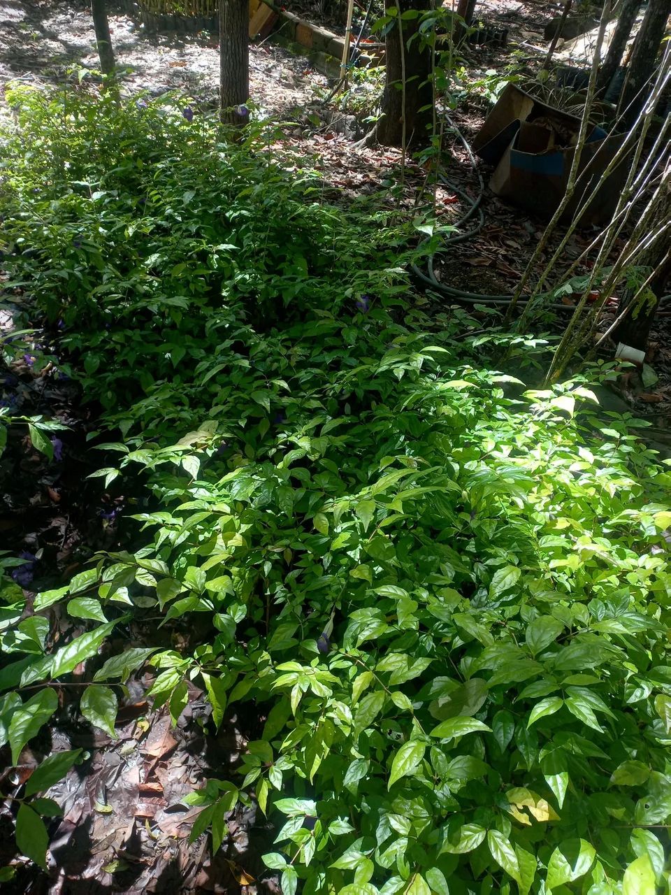 Mudas de Cerca Viva direto do Produtor - Foto 5