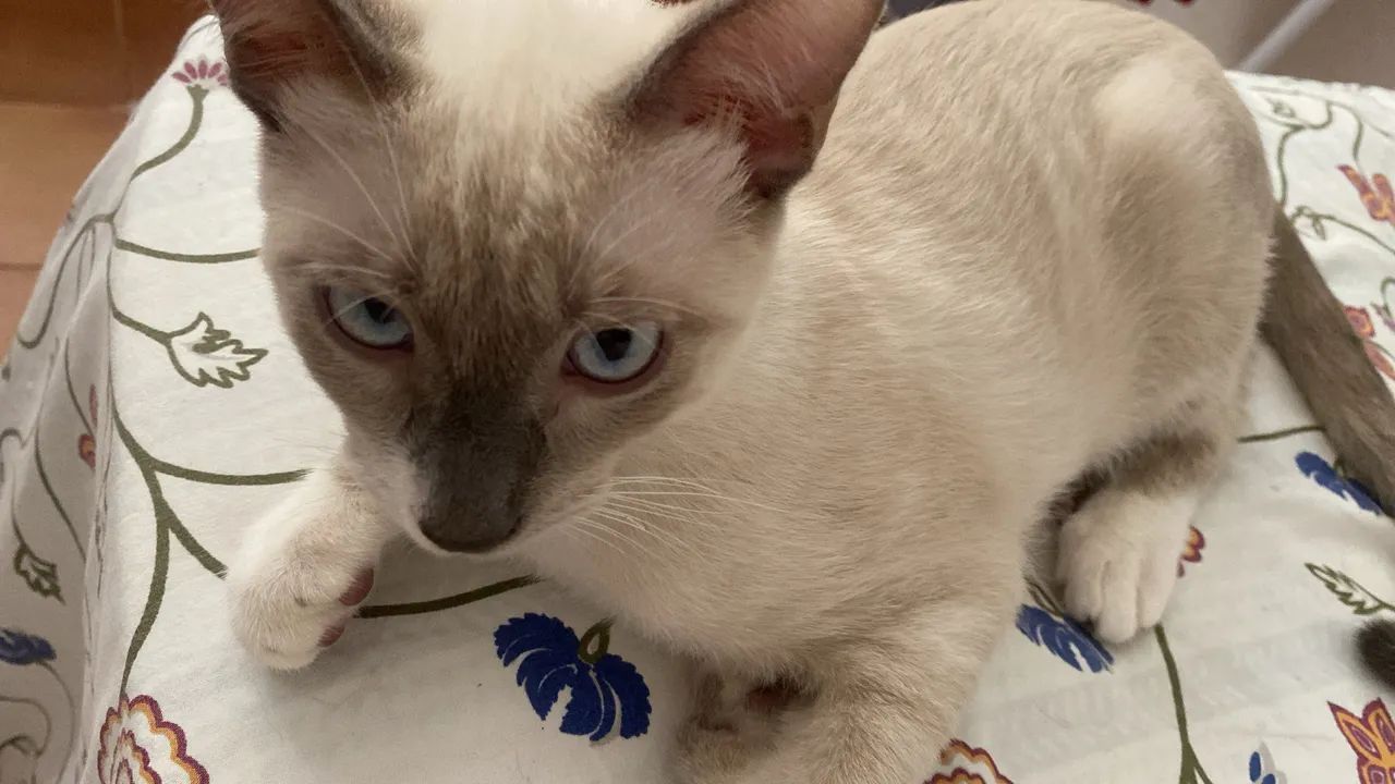 Gatinho Siamês disponível para adoção - Foto 3