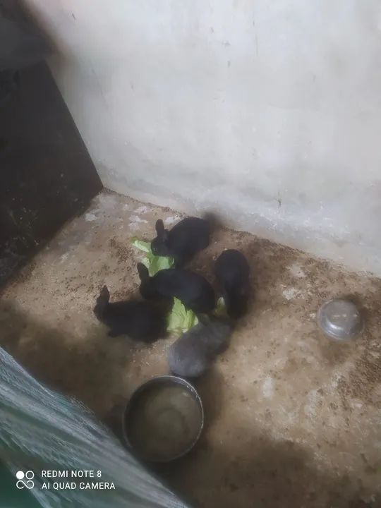 Coelhos Bebês Pretos - Foto 2