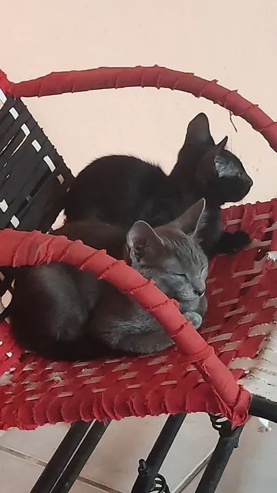 Gatinhas para adoção responsável - Foto 6
