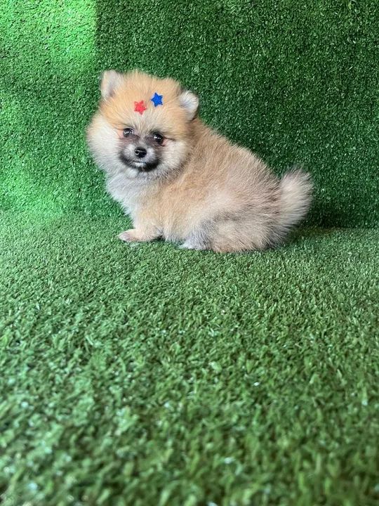 Lulu da pomerania macho - caramelo cor espetacular  - Foto 2