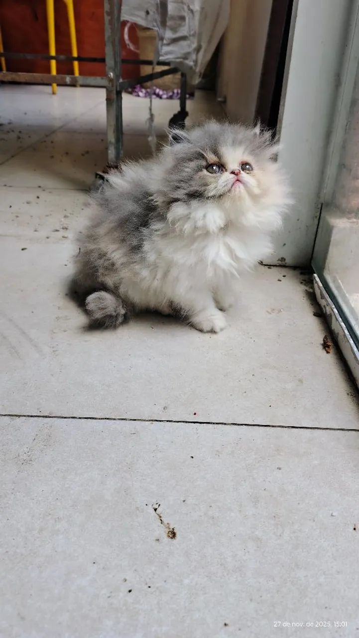 Gatinha Persa TRICOLOR fofissima  - Foto 5