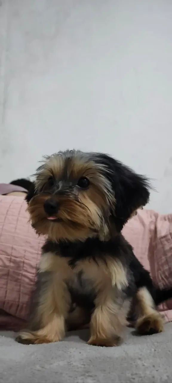 Yorkshire Mini (macho) 7 meses64309469792130121