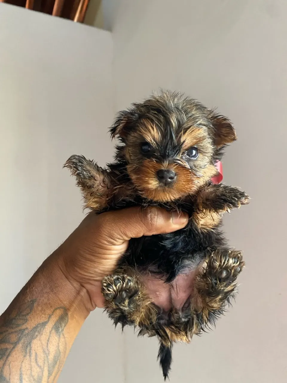 Filhote de Yorkshire Terrier