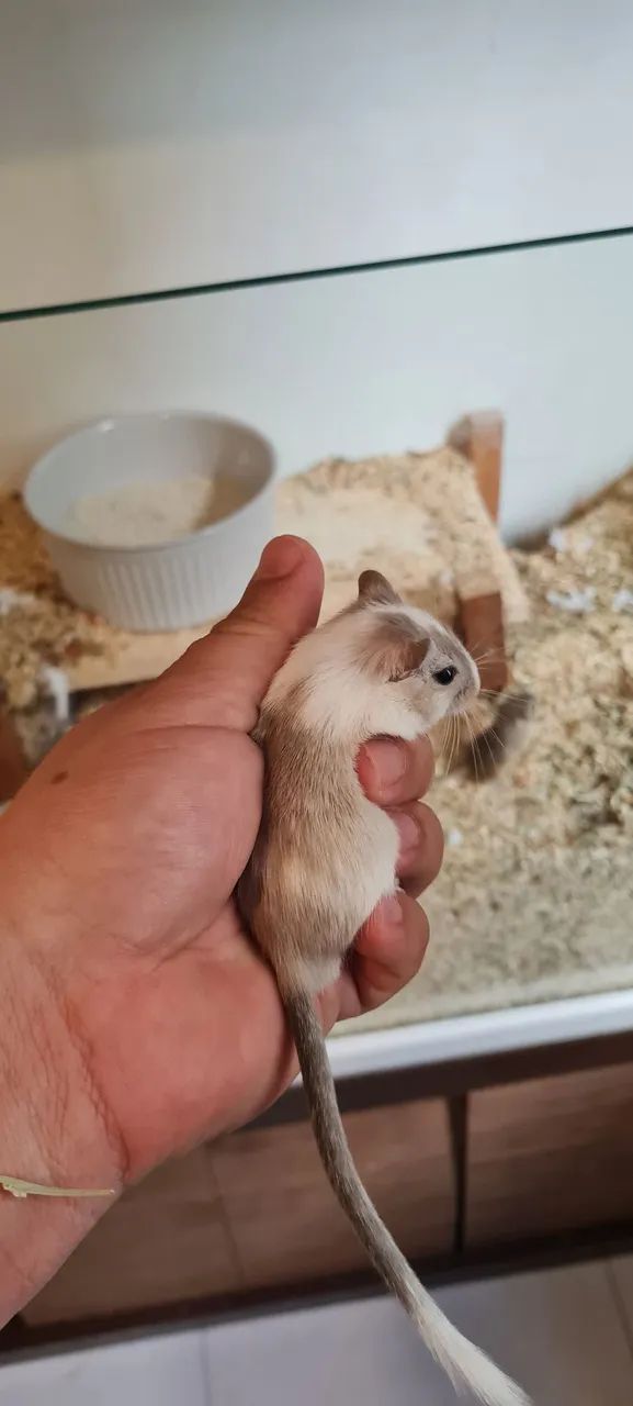 Filhotes de esquilo da Mongólia. 80 o par - Foto 4