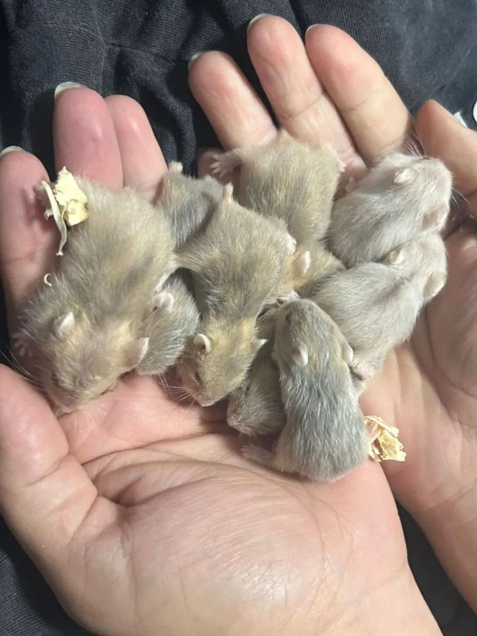 Hamster anão russo 