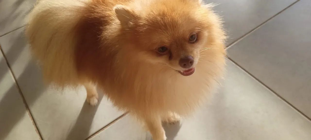 Procuro namorada pro meu Lulu da Pomerania  - Foto 3