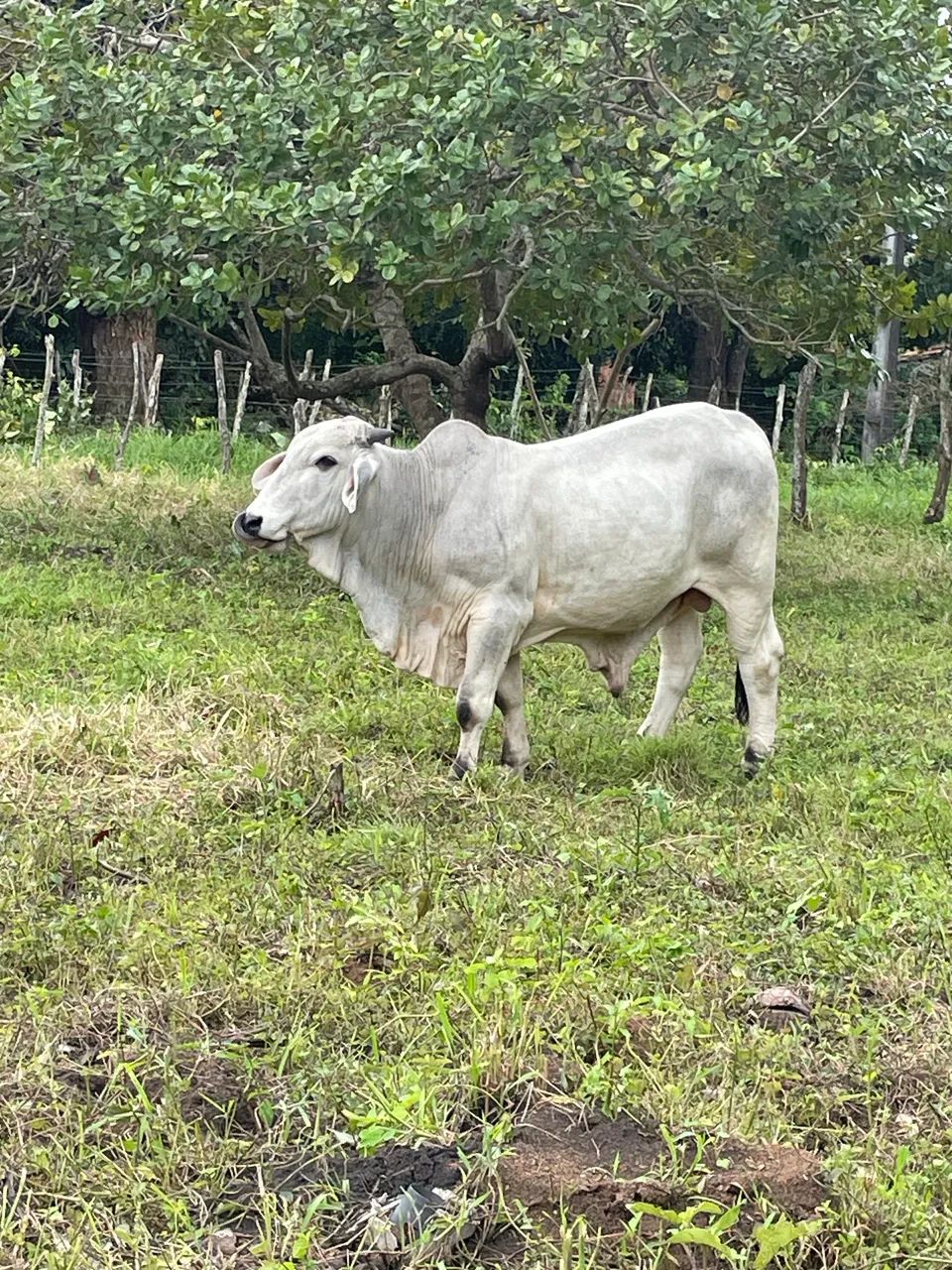 Bezerro 