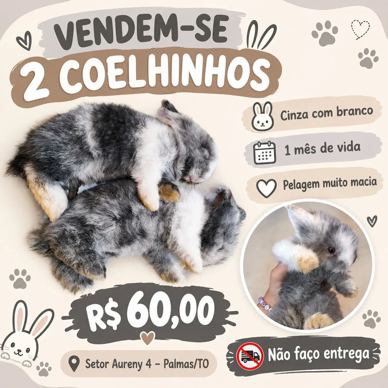 filhote de coelho  - Foto 2
