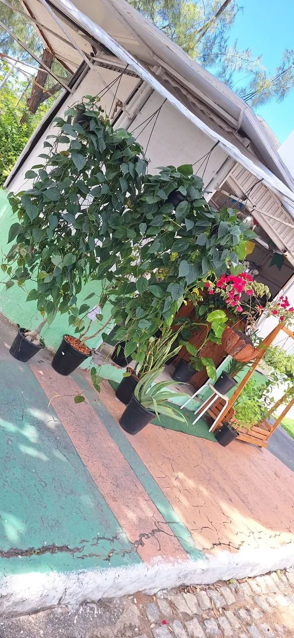 Planta filodendro verde (enorme) - Foto 4