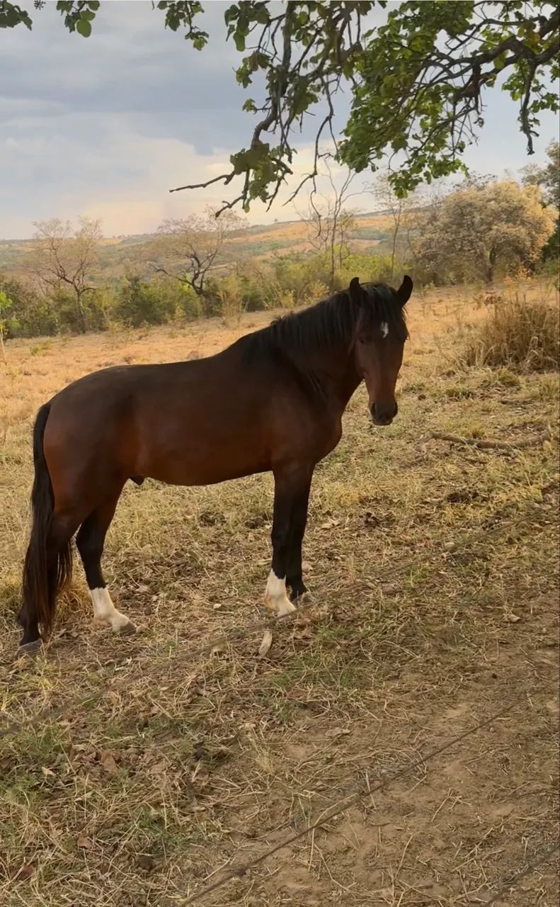 Vendo cavalo - Foto 4