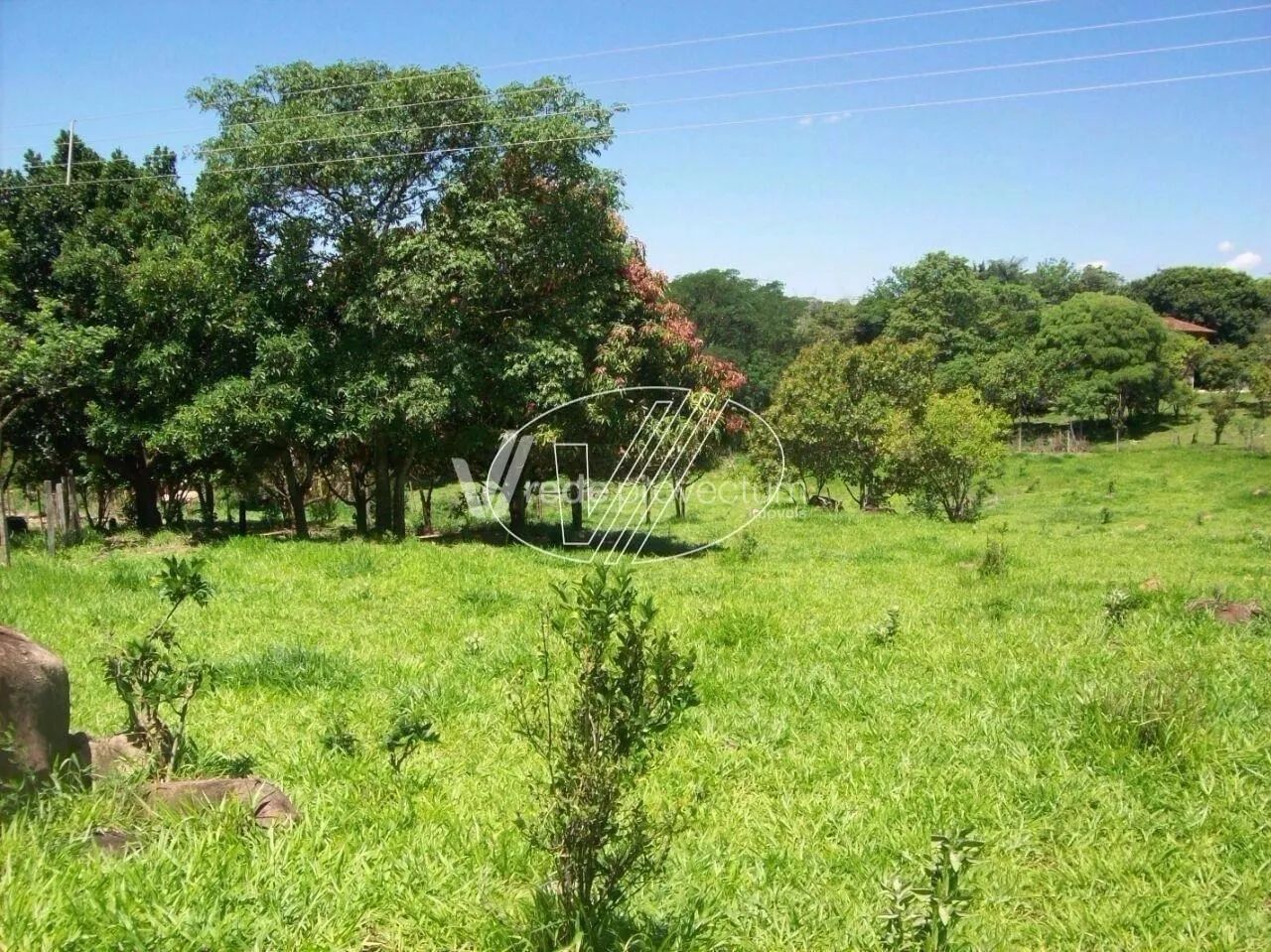 sítio - Jardim Carlos Gomes - Campinas - Foto 4