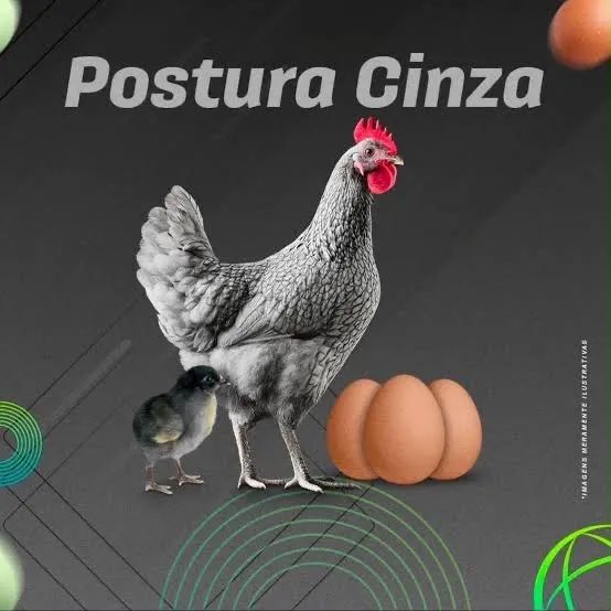 PINTINHOS NA PROMOÇÃO POSTURA CINZA 