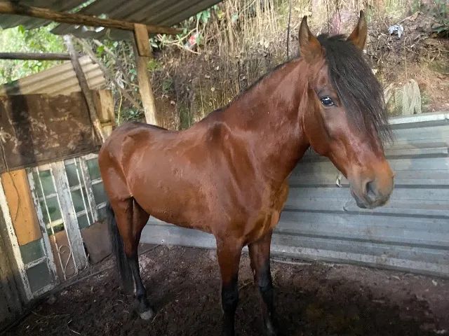 Cavalos - Foto 4
