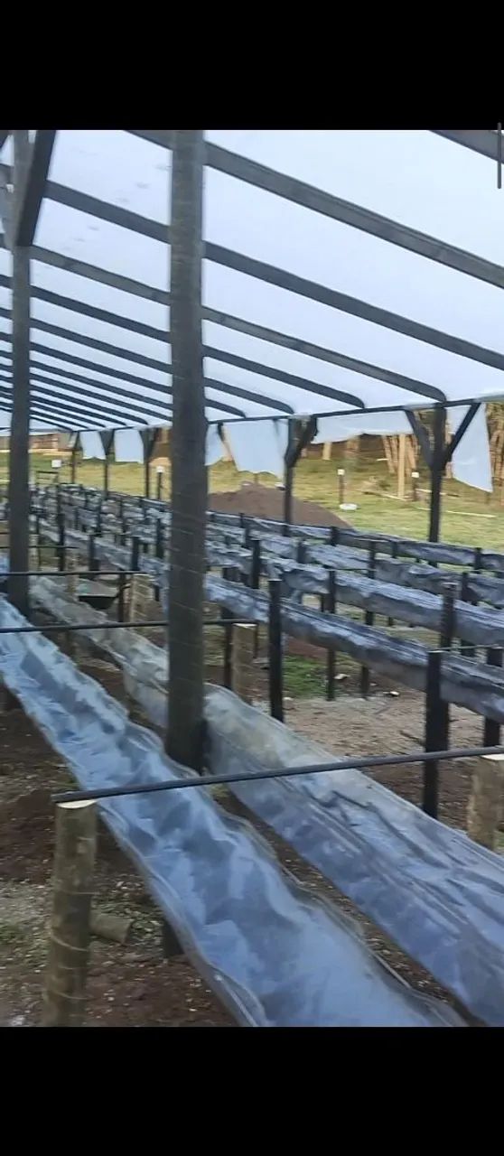 Estufas p morangos  - Foto 4