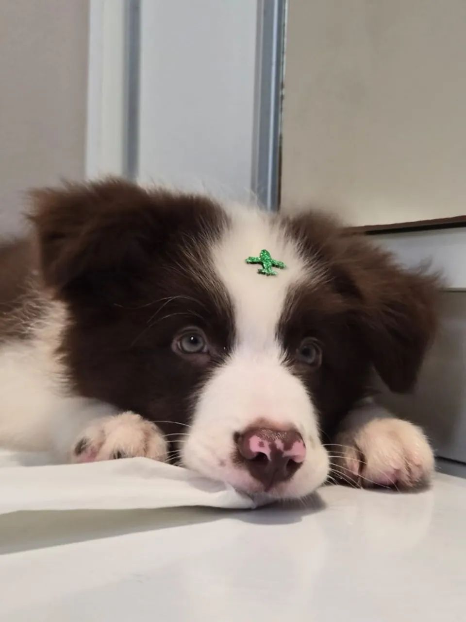 Filhote border collie  - Foto 2