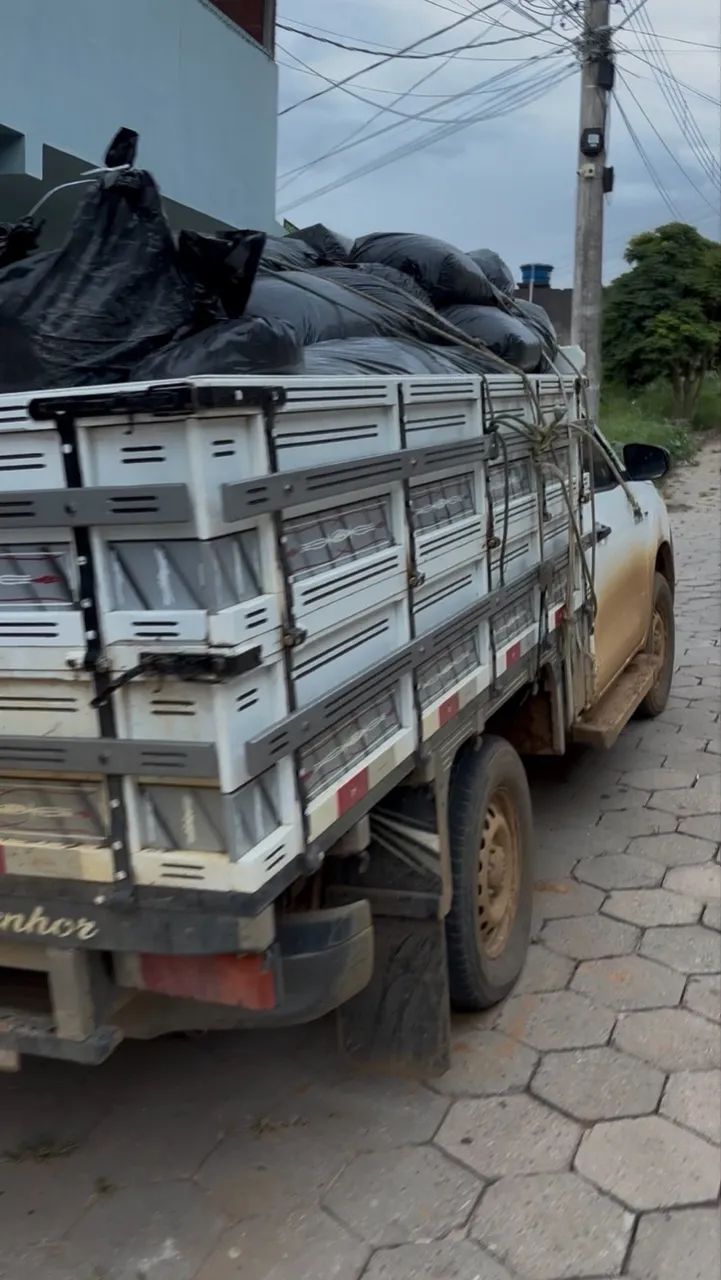 silagem de milho - Foto 2
