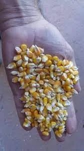 Milho em Grãos Safra Nova,Quirela de Milho(xérem,Fubazão)Farelo de Soja Direto do Produtor - Foto 3