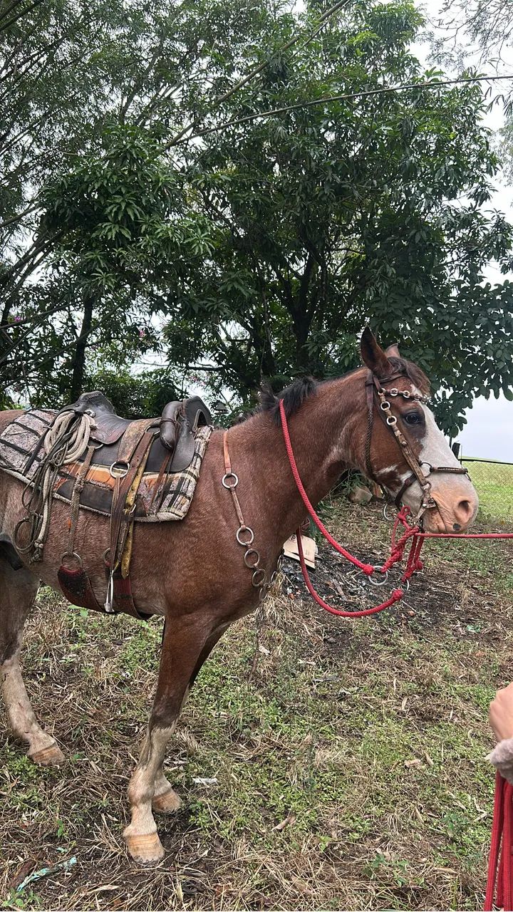 Cavalo marchador a venda  - Foto 5