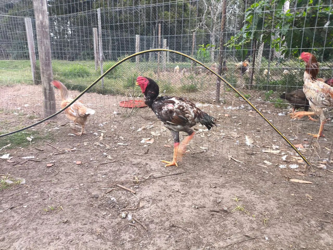 Galo índio gigante casal - Foto 4