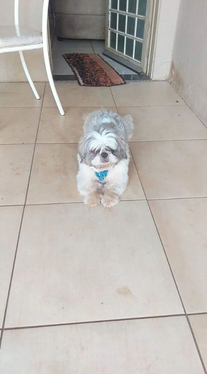 Vendo filhotes da raça Shitzu  - Foto 4