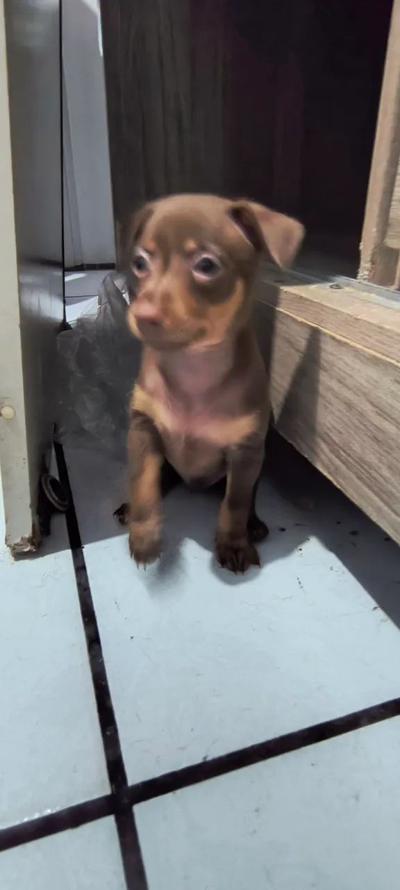 Pinscher  - Foto 3