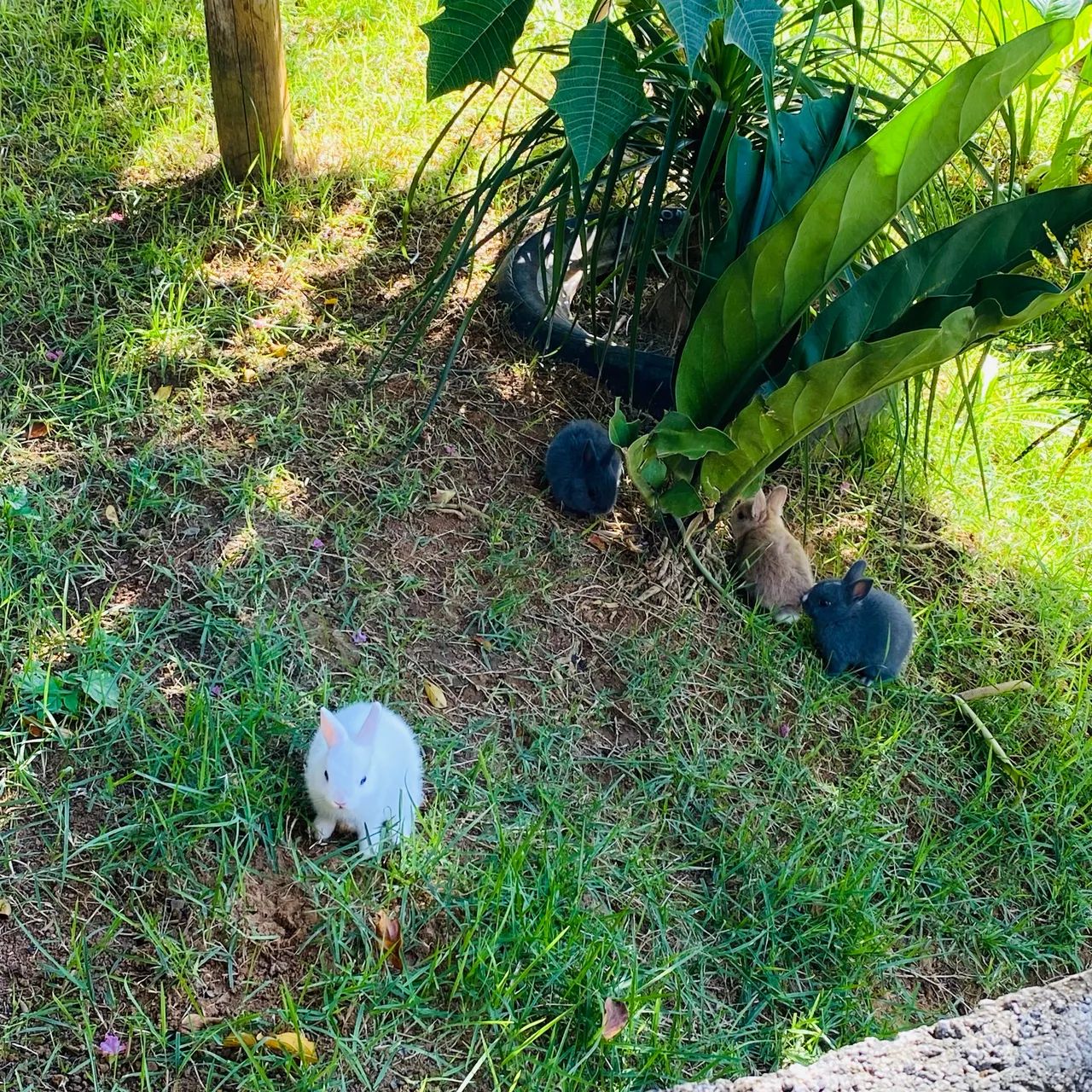 Pet - Foto 5