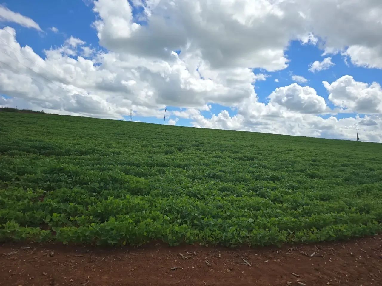 Fazenda a venda Tatuí SP - Foto 4