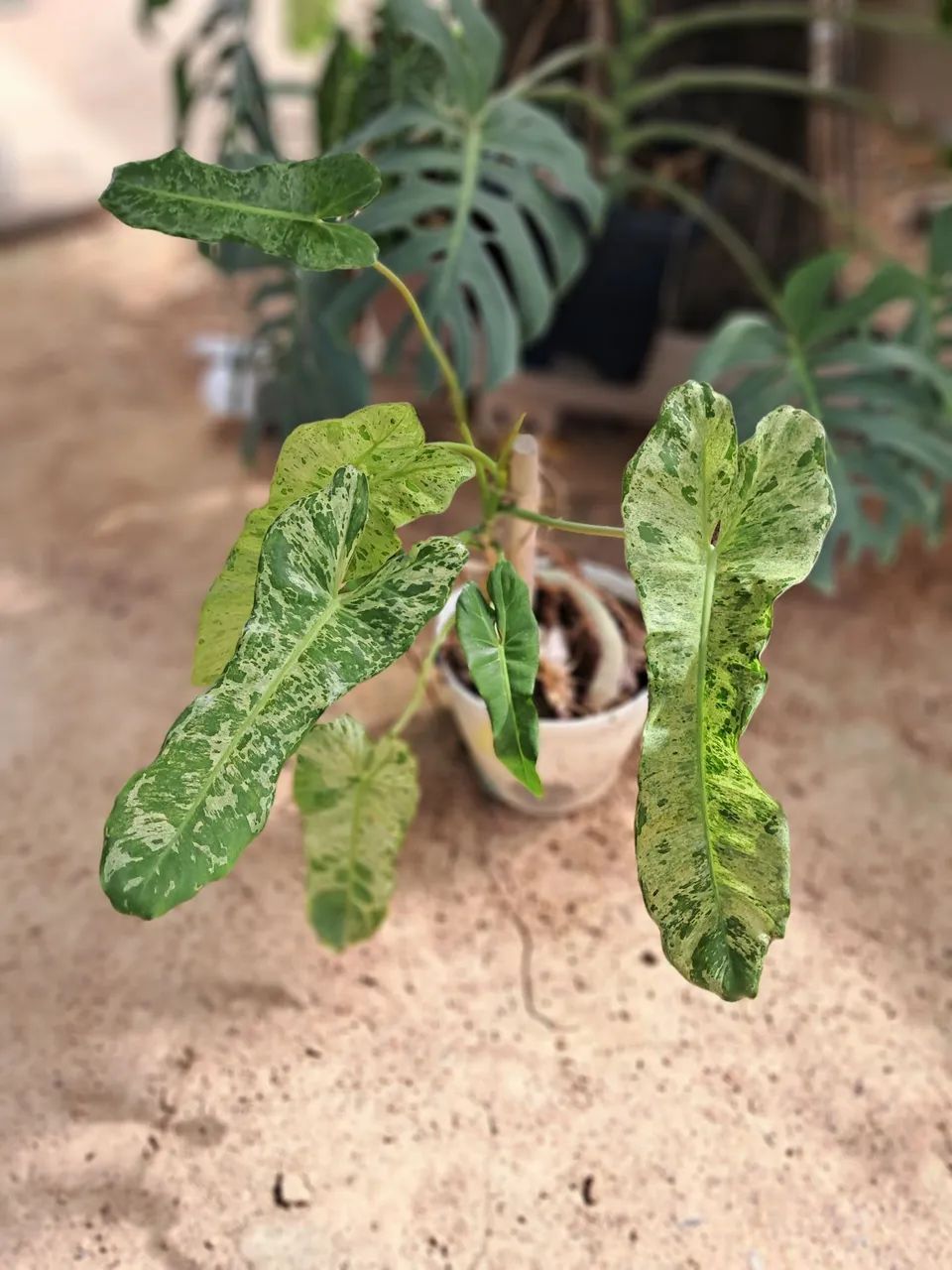 Planta 