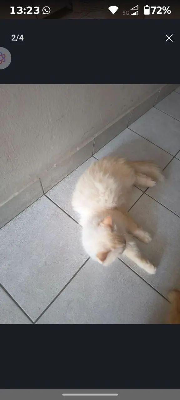 Gato persa filhote 1.500.00 retirada 30 agosto 81.9.9929.1057 - Foto 3