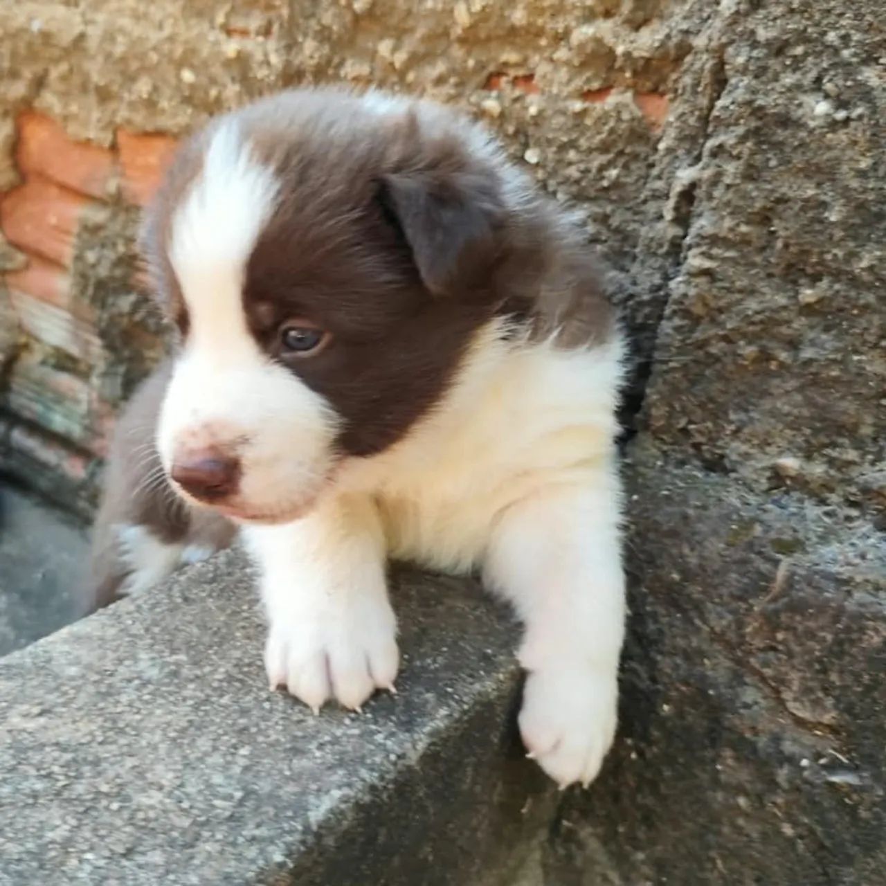 Border collie MACHO - Foto 2