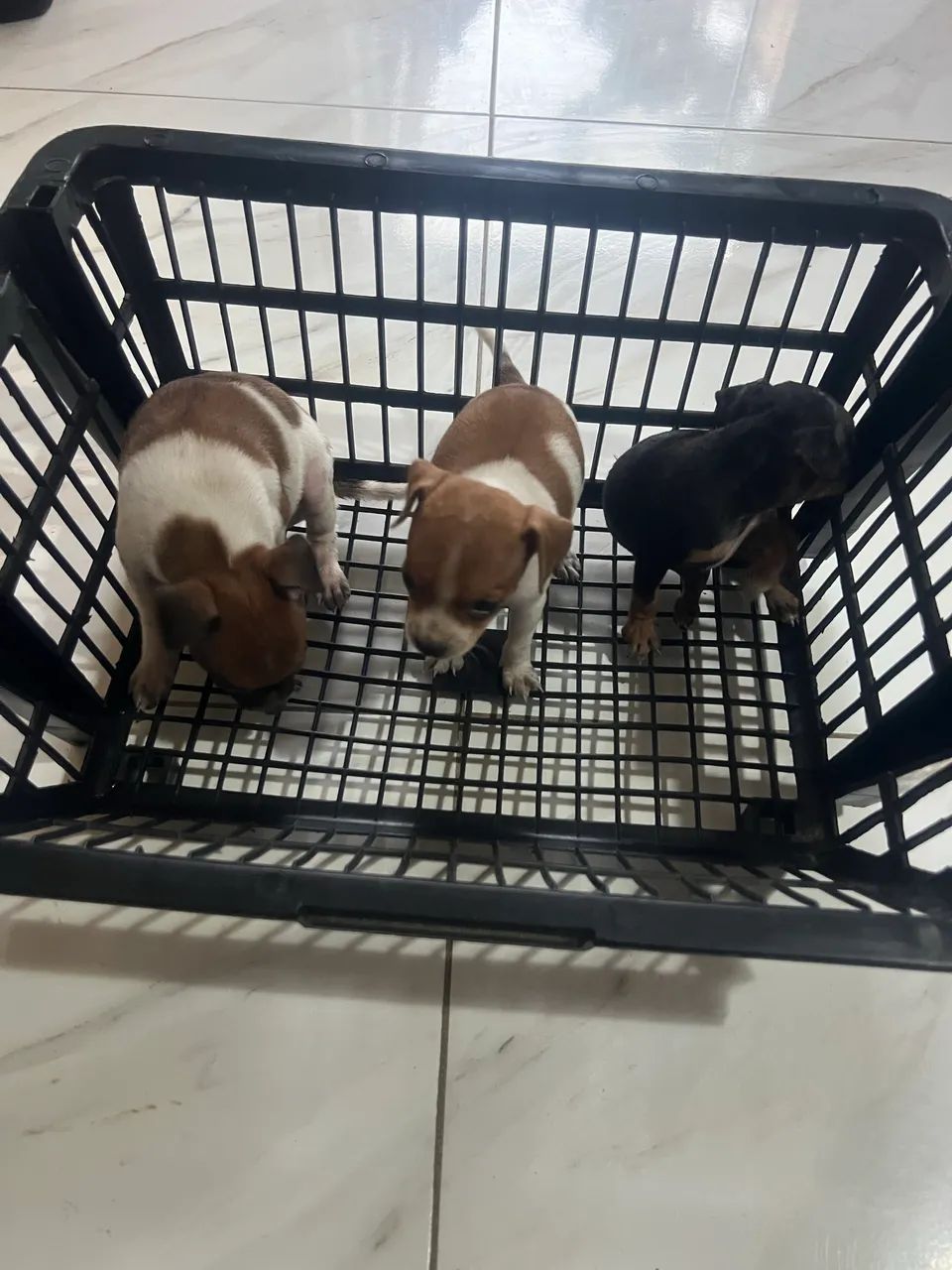PINCHER 1 - Foto 3