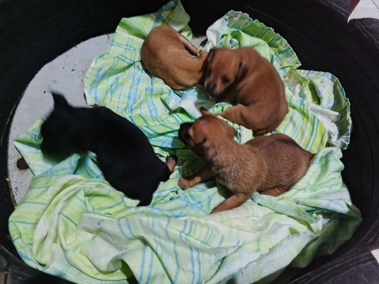 Pets  - Foto 2
