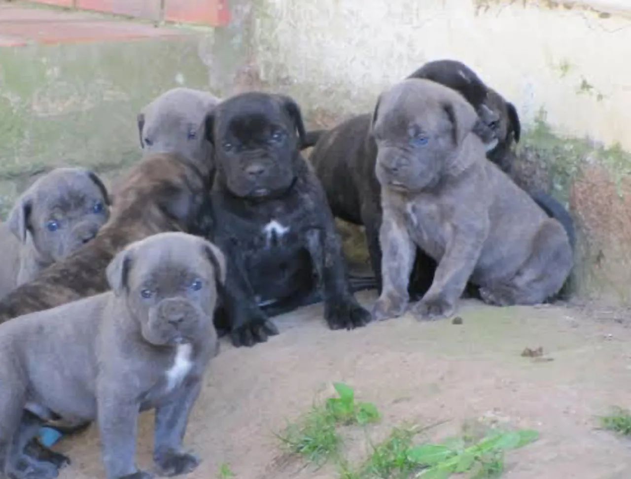 Cane corso  - Foto 2