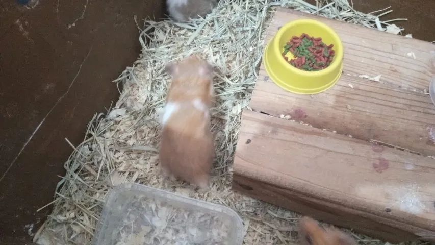 hamster sirio - Foto 5