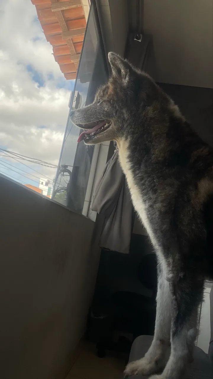 Akita  - Foto 2